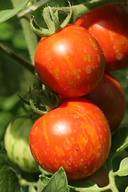 Røde tomater med bronzefarvede striber.