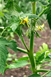 Tomatplante