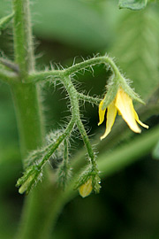 tomatblomster