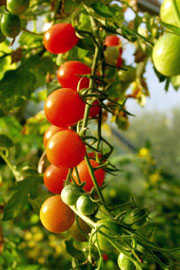 Cherrytomater