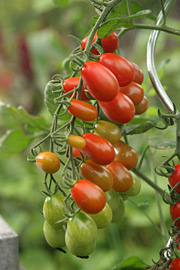 Tomater er der rigeligt af i øjeblikket