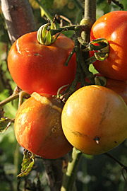 Rådnende tomater på friland i oktober