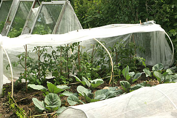 tomatudplantning