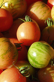 Umodne tomater kan eftermodne inde i varmen.