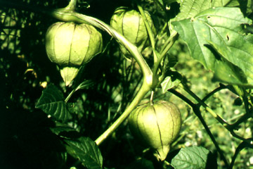 Tomatillo