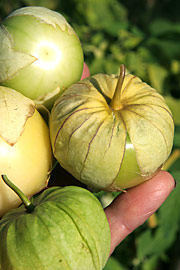 tomatillo