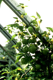 Tomatillo