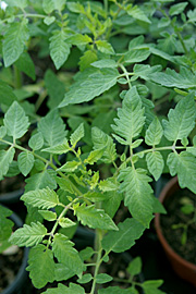 tomatplanter, der venter på udplantning