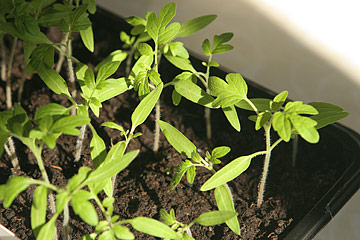 Havenyt.dk - Så dine tomatplanter