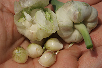 topløg