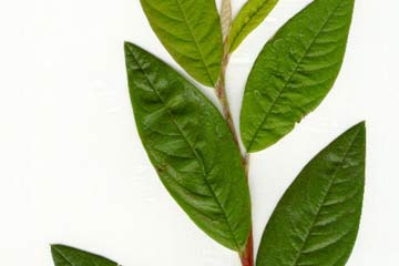 Cotoneaster frigidus