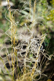 Stipa pennata