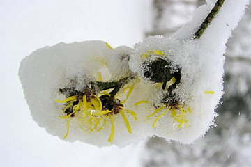 Trolnød i blomst med sne.