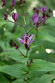 Tricyrtis hirta har hvide blomster med lilla prikker