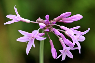 Tulbaghia Violacea er en vild hvidløg