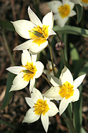 Tulipa tarda med de små åbne blomster i gul og hvidt blomstrer tidligt.