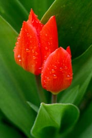 Tulipa praestans