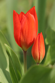 tulipan