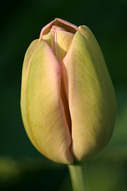 Tulipan