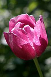 Her en af de sene tulipaner.