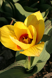 botanisk tulipan