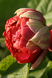 Denne fyldte tulipan kan ikke bære sin egen vægt.