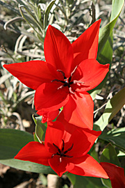 Røde tidlige tulipaner