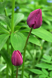 Rødlilla tulipaner