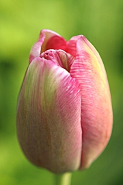 Tulipanknop i diskrete farvenuancer
