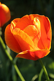 Orange tulipan