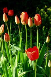 Tulipaner