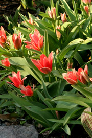 botaniske tulipaner