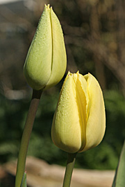 Tulipanerne står i knop.