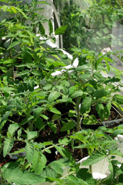 Udplantningsplanter