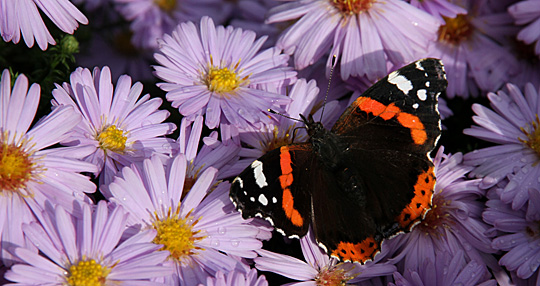 Admiral på lyslilla asters