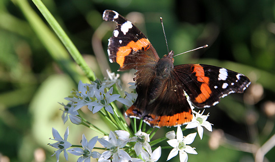 En noget slidt admiral sommerfugl i september