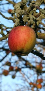 Æbler på træ i december