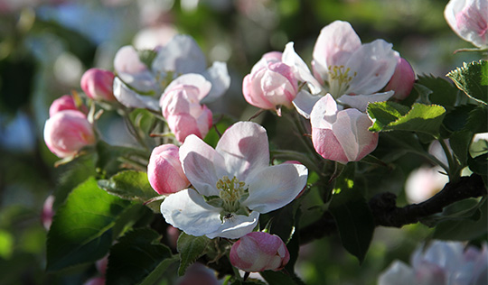 æble blomster