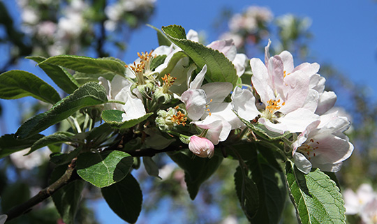 Æbleblomster