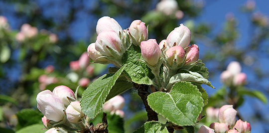 Æbleblomster