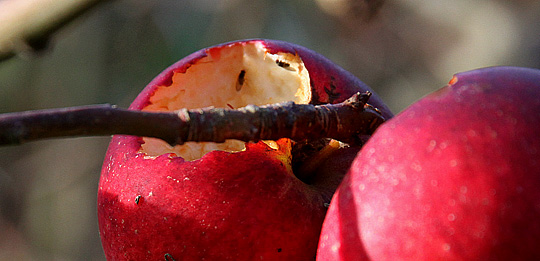 Insekter i æble i november