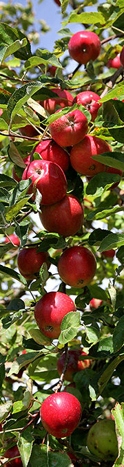 Sommeræbler Summerred