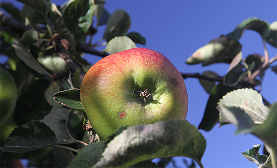 æbletræer og efterårshave