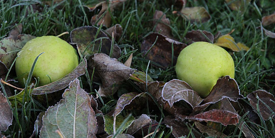 Æbleblade på græsset