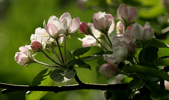 Æbleblomster