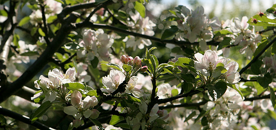 Æbleblomster