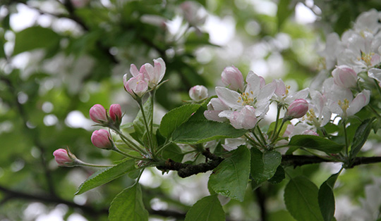 Æbletræ i blomst