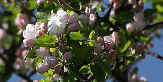 Æbleblomster