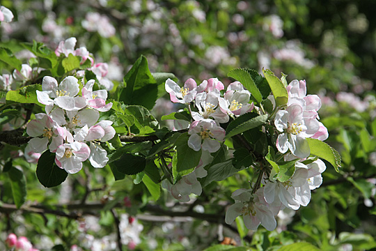 Æbleblomster