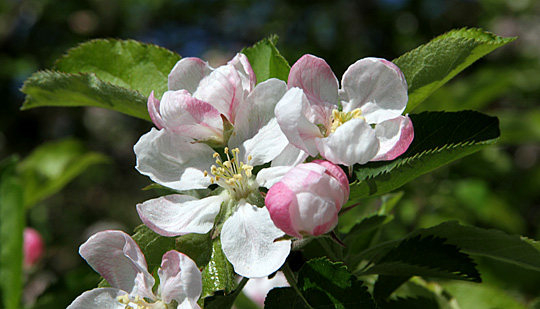 Æbleblomster er smukke